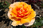 Hybrid tea rose (Rosa 'Just Joey')