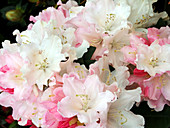 Rhododendron 'Dreamworld'