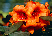 Rhododendron aequabile