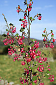 Flowering currant (Ribes sanguineum)