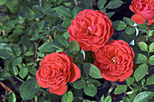 Miniature rose (Rosa 'Baby Baccara')