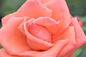 Hybrid tea rose (Rosa 'Felicity Kendal')