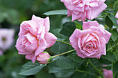 Miniature rose (Rosa 'Hampton Palace')