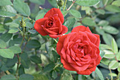 Miniature rose (Rosa 'Hit Arrow')