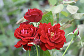 Rose (Rosa 'Renaissance Isabel')