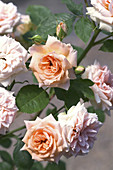 Miniature rose (Rosa 'Meillandina Peche')