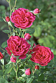 Miniature rose,Rosa 'Meillandina Spot'