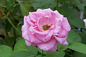 Hybrid tea rose (Rosa 'Ultimate Pink')