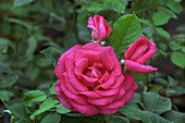 Hybrid tea rose (Rosa 'XXL')