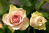Roses (Rosa 'Pierre de Ronsard')