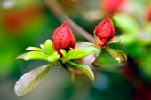 Azalea buds (Rhododendron sp.)