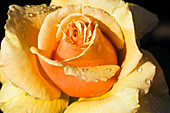 Hybrid tea rose (Rosa 'Royal Parks')