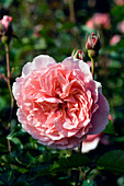 Rose (Rosa 'L'Aimant')