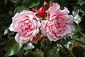 Rambler roses (Rosa 'Albertine')