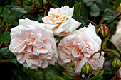 Roses (Rosa Penny Lane = 'Hardwell')
