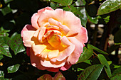 Rose (Rosa Troika = 'Poumidor')