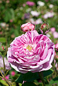 Rose (Rosa 'Paul Neyron')