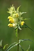 Rhinanthus groenlandicus