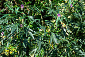 Solanum laciniatum