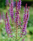 Salvia nemorosa