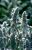 Stachys byzantina