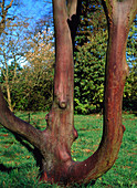 Stewartia sinensis