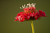 Pincushion flower (Scabiosa caucasica)
