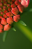 Pincushion flowerhead
