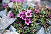 Purple saxifrage (Saxifraga oppositifolia