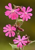 Red campion (Silene dioica)