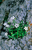 Campion flowers (Silene quadridentata)