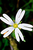 Greater stitchwort (Stellaria holostea)