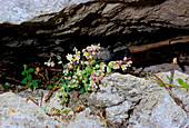 Corsican stonecrop (Sedum dasyphyllum)