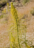 Panamint princesplume (Stanleya elata)