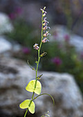 Shieldplant (Streptanthus tortuosus)