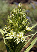 Monument plant (Swertia radiata)