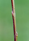 Common osier (Salix viminalis)