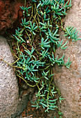 String of beads (Senecio hallianus)