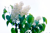 White lilac (Syringa vulgaris)