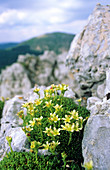 Saxifrage (Saxifraga ampullacea)