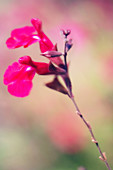 Autumn sage (Salvia greggii)