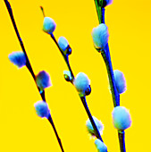 Pussy willow catkins (Salix sp.)