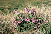 Red campion (Silene dioica)