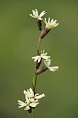 Silene tatarica