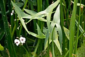 Arrowhead (Sagittaria sagittifolia)