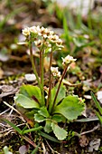 Arctic saxifrage (Saxifraga nivalis)