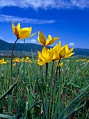 Tulipa australis