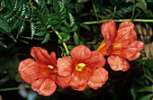 Tecoma (Tecoma grandiflora)