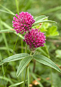 Clover (Trifolium alpestre)