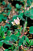 Trifolium subterraneum